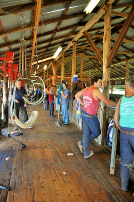 Steam Plains Shearing 022140 © Claire Parks Photography 